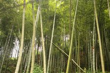 进一步探索塑料制品问题 “以竹代塑”相关项目在京启动